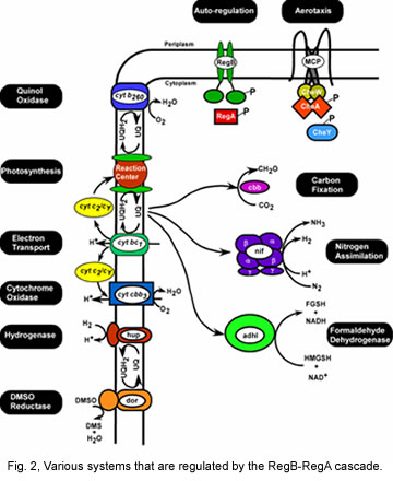 Fig. 2, Various systems that are regulated by the RegB-RegA cascade. 